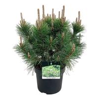 Pinus thunbergii Sayonara