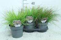 Pennisetum virg. Burgundy Bunny