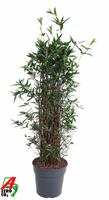 Dracaena Surculosa bush