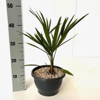 Trachycarpus fortunei