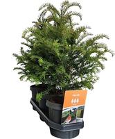 Hedgeline Taxus baccata