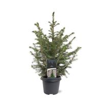 Picea omorika