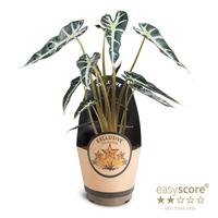 Alocasia Bambino