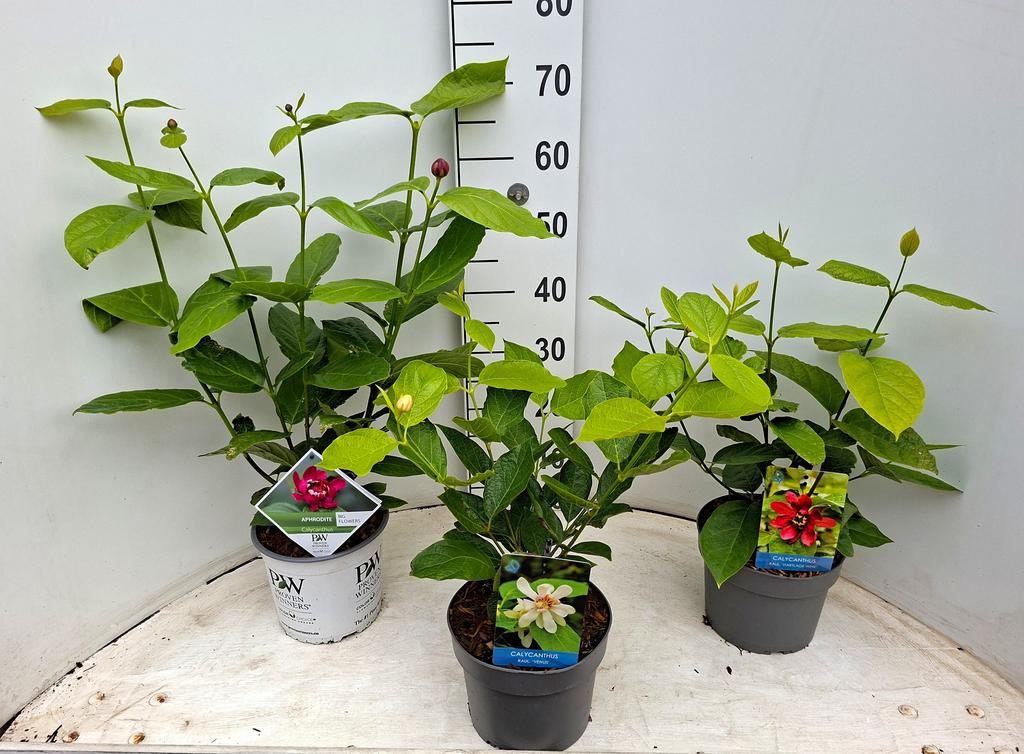 Picture of Calycanthus in soorten P19 60CM
