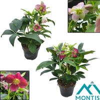 Helleborus orientalis in varieties