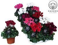 Cyclamen GARDEN in varieties