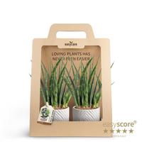 Sansevieria Fernwood 2-Pack Dune Sand