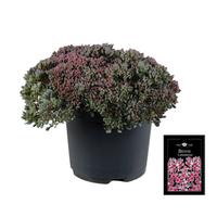Sedum caut. Lidakense