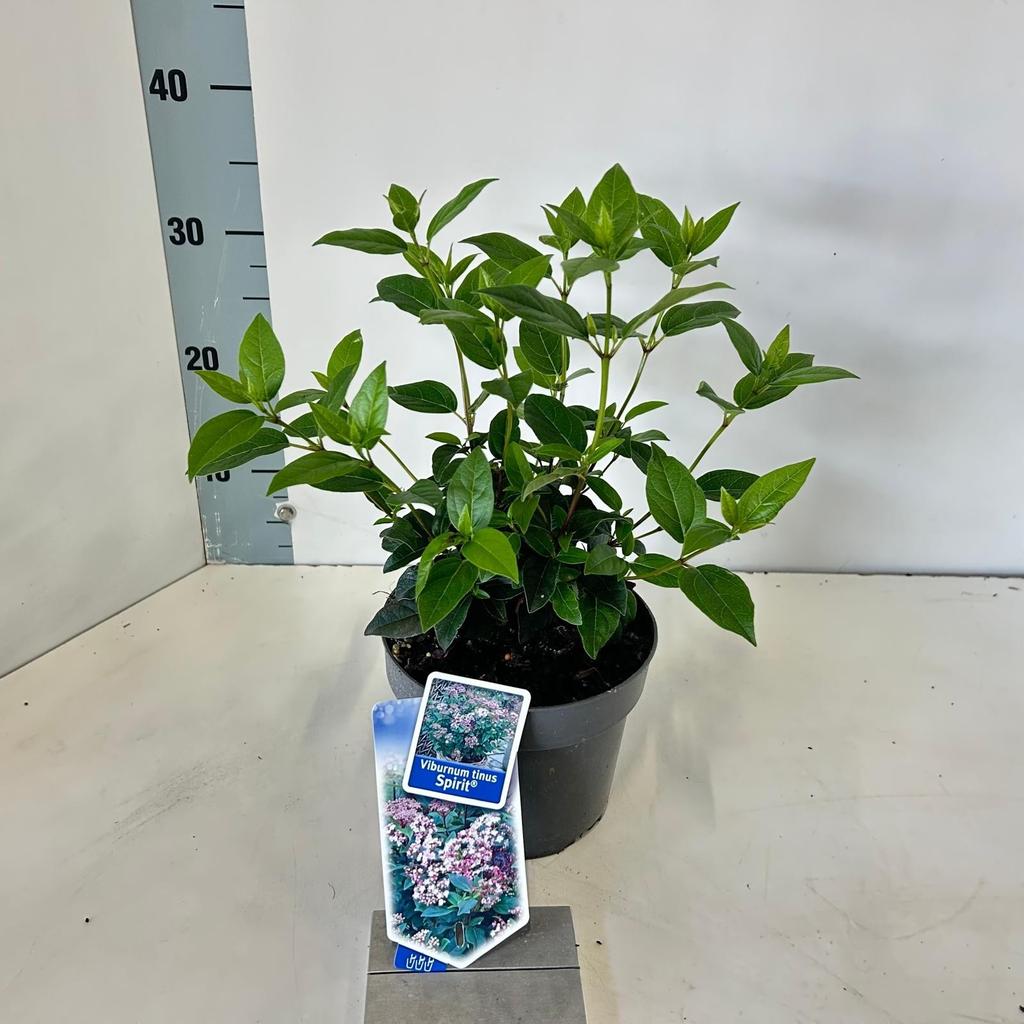 Picture of Viburnum tin. Spirit P17 (2 Ltr)