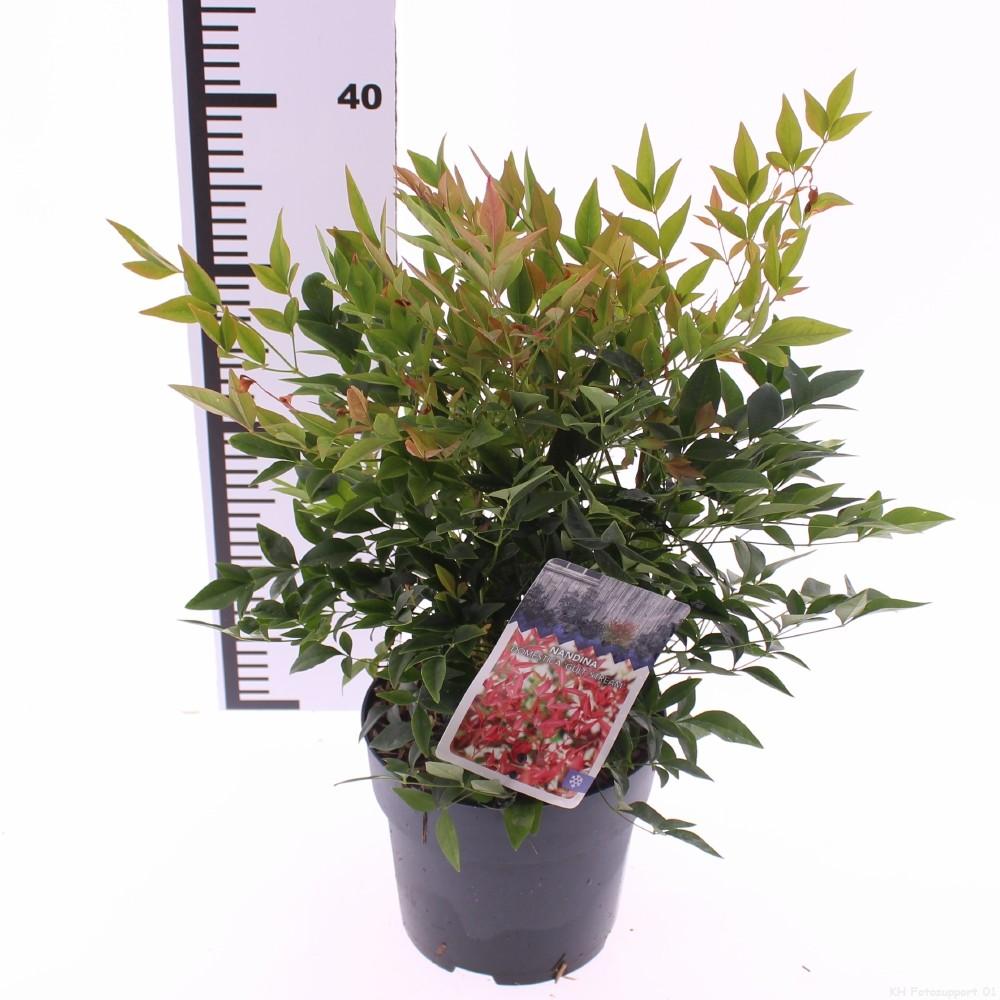 Picture of Nandina domestica Gulfstream P17 (2 Ltr)