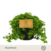 Pilea Depressa