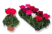 Cyclamen persicum Smallflowering