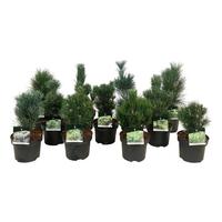 Conifers in varieties
