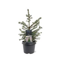 Picea omorika