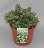Hebe pin. Sutherlandii