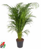 Dypsis lutescens (Areca)