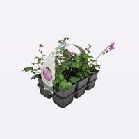 Geranium cantabrigiense Karmina