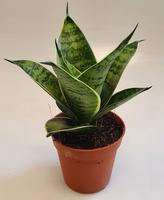 Sansevieria Hahnii Silver Hahnii