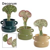 Euphorbia Lactea in Lucy ceramics Top blend-collection