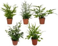 Pteris in varieties (INDOOR)