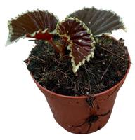 Begonia Darthvaderiana Green Spot