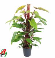 Philodendron Painted Lady Moss Stick