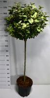 Elaeagnus ebb. Compacta