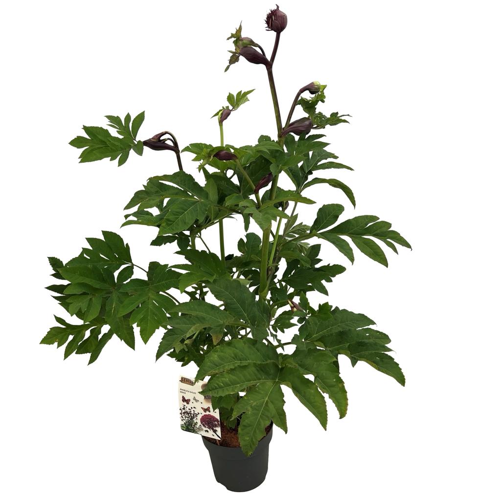 Picture of Angelica gigas P29 (10 Ltr)