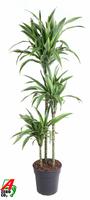 Dracaena Lemon Lime 90-60-30