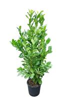 Prunus laurocerasus Rotundifolia
