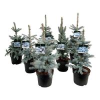 Picea Exclusive in varieties