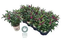 Hebe Queen Kirikau (dark pink)