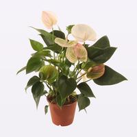 Anthurium Fantasy Sprite
