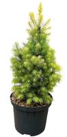 Picea g. J.W. Daisys White'