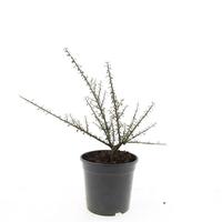 Cotoneaster mic. Tanja