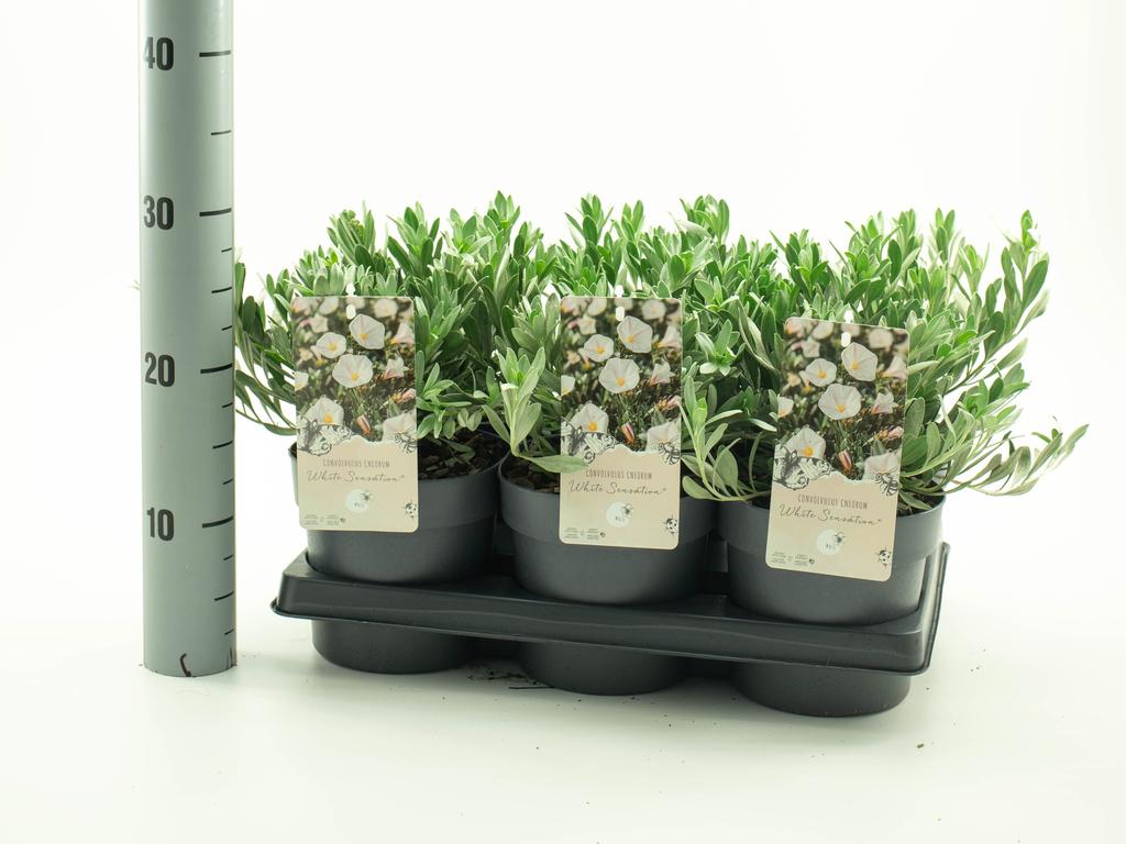 Picture of Convolvulus White Sensation P15