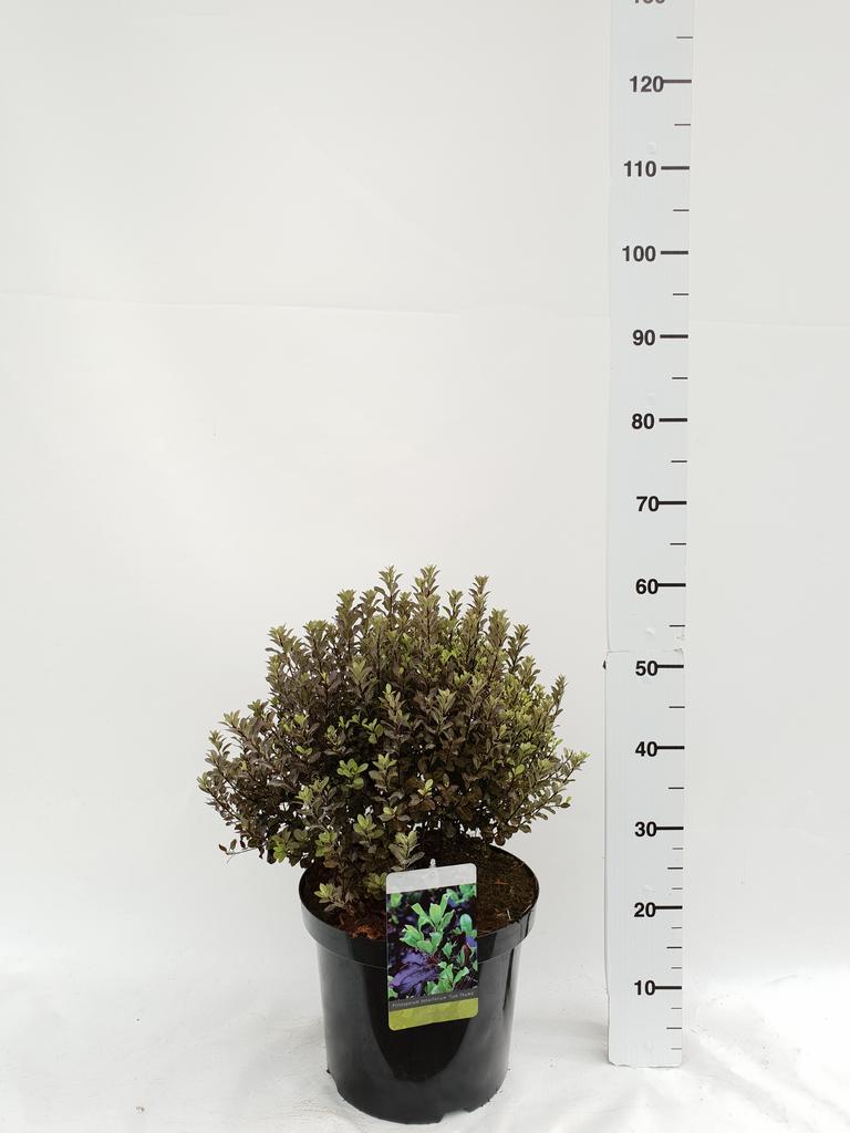 Picture of Pittosporum tenuifolium Tom Thumb P29 (10 Ltr)