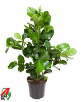Clusia Rosea 3PP