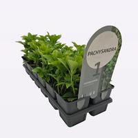 Pachysandra term. Green Carpet