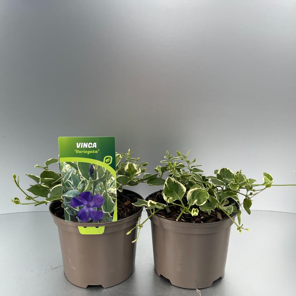 Obrázek Vinca major Variegata P17 (2 Ltr)