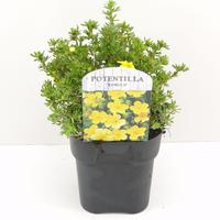 Potentilla frut. Kobold