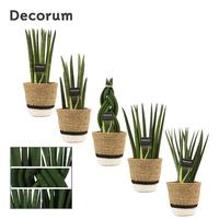 Sansevieria Cylindrica Mix in Hanoi basket white (Deco-coll.)