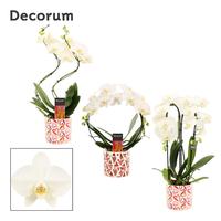 Phalaenopsis hybrid in shapes White in Julia (Deco-collection)