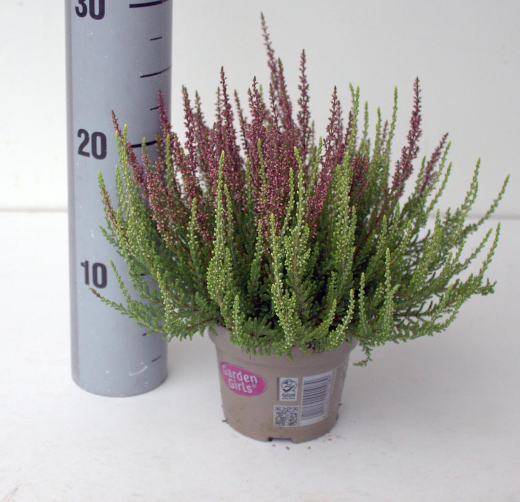 Picture of Calluna Garden Girls Twin P12 25CM