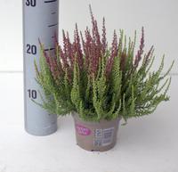 Calluna Garden Girls Twin