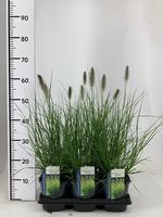 Pennisetum al. Hameln