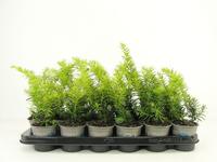 Taxus bacc. Summergold