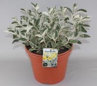 Brachyglottis Sunshine