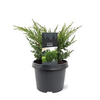 Juniperus chin. Blaauw