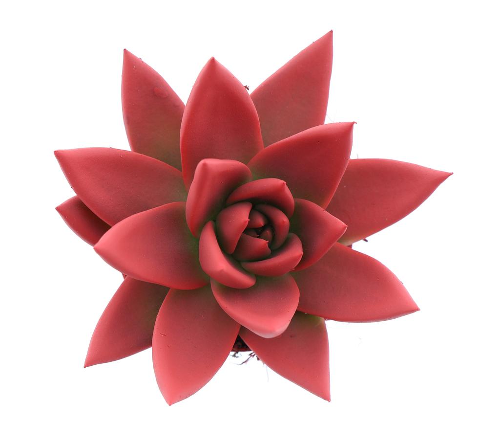 Afbeeldingen van Echeveria Miranda Rainbow bright red P6 8CM